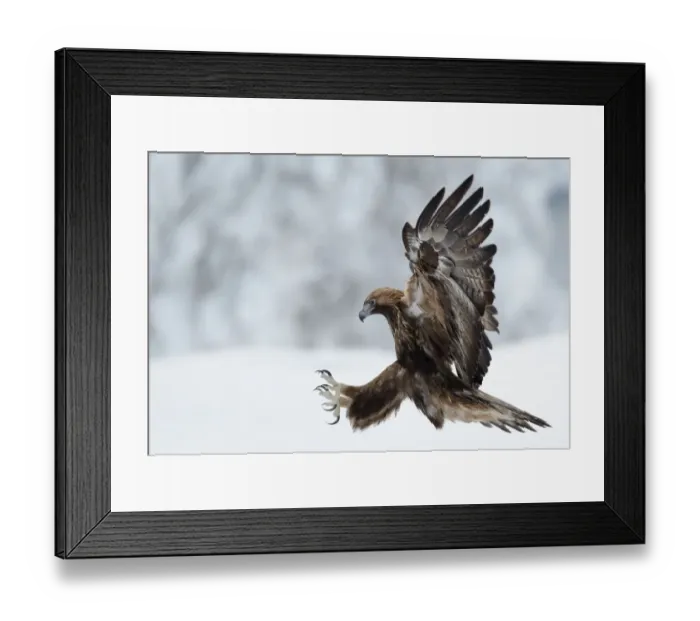 Framed Print : Golden Eagle (Aquila chrysaetos) pouncing in flight with claws brandished. Kuusamo Framed Print : Golden Eagle (Aquila chrysaetos) pouncing in flight with claws brandished. Kuusamo