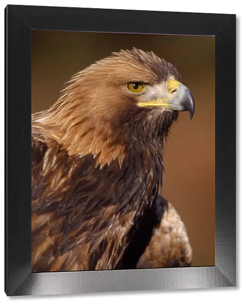 Golden eagle (Aquila chrysaetos) portrait, falconers bird (controlled) Southern Scotland