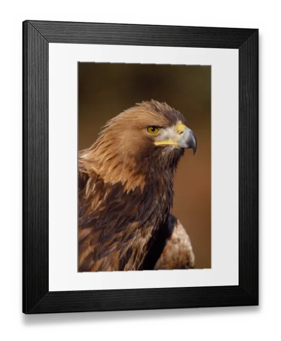 Framed Print : Golden eagle (Aquila chrysaetos) portrait, falconers bird (controlled) Southern Scotland