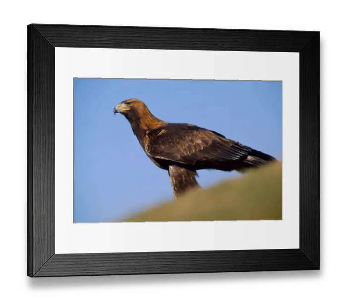 Framed Print : Golden eagle (Aquila chrysaetos) falconers bird perched on ground (controlled) Framed Print : Golden eagle (Aquila chrysaetos) falconers bird perched on ground (controlled)
