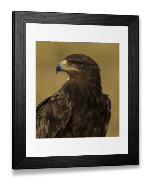 Framed Print : Tawny eagle (Aquila rapax) portrait, Serengeti National Park, Tanzania, February Framed Print : Tawny eagle (Aquila rapax) portrait, Serengeti National Park, Tanzania, February