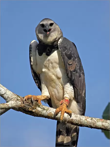 Harpy Eagle (Harpia harpyja) portrait. Gamboa, Soberania National Park, Panama