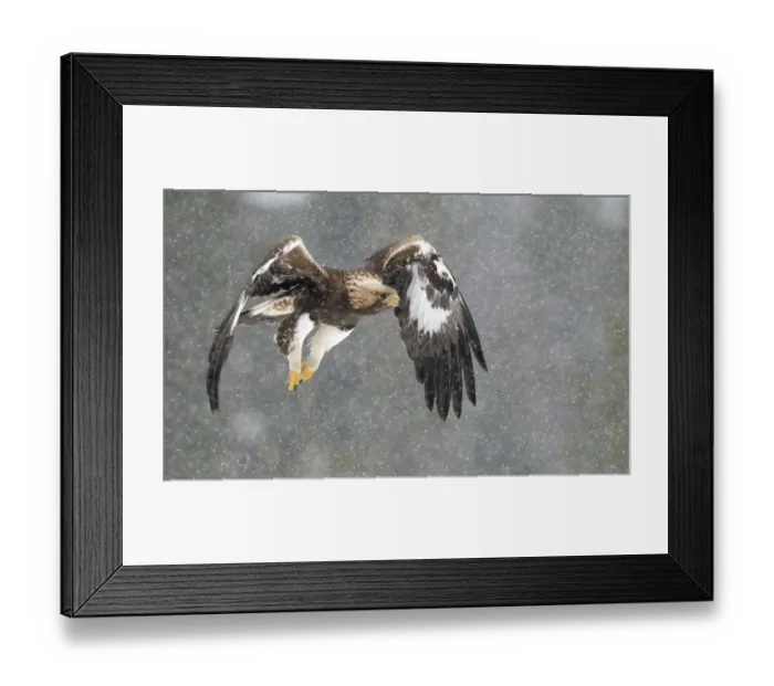 Framed Print : Golden Eagle (Aquila chrysaetos) in flight, snowing, Utajarvi, Finland, February Framed Print : Golden Eagle (Aquila chrysaetos) in flight, snowing, Utajarvi, Finland, February