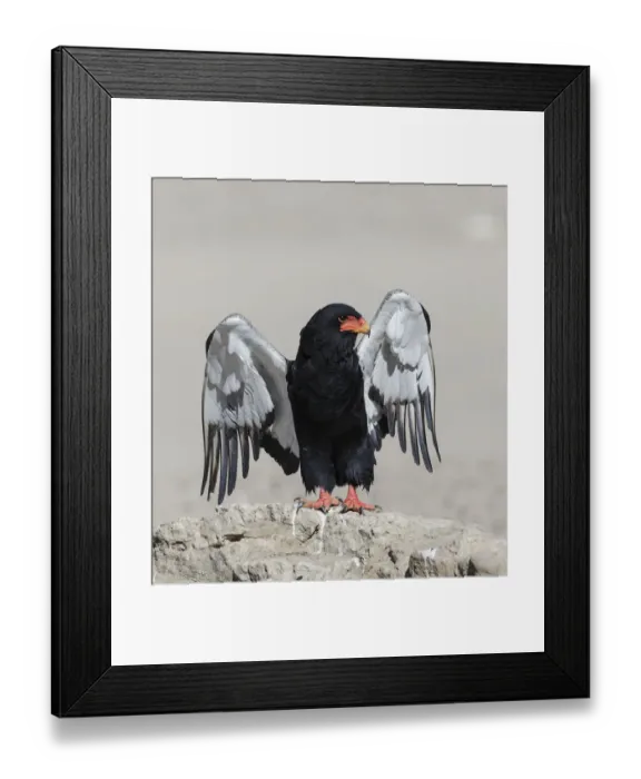 Framed Print : Bateleur Eagle (Terathopius ecaudatus) female, stretching wings Kgalagadi Transfrontier Park Framed Print : Bateleur Eagle (Terathopius ecaudatus) female, stretching wings Kgalagadi Transfrontier Park