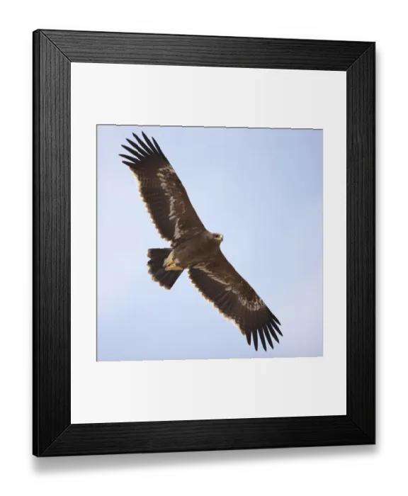 Framed Print : Steppe eagle (Aquila nipalensis) in flight, Oman, November Framed Print : Steppe eagle (Aquila nipalensis) in flight, Oman, November