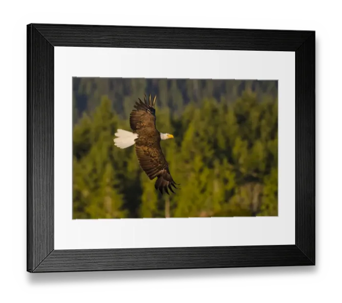 Framed Print : Bald eagle (Haliaeetus leucocephalus washingtoniensis), in flight at sunset, Vancouver Island Framed Print : Bald eagle (Haliaeetus leucocephalus washingtoniensis), in flight at sunset, Vancouver Island