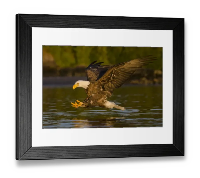 Framed Print : Bald eagle (Haliaeetus leucocephalus washingtoniensis) in flight fishing at sunset Framed Print : Bald eagle (Haliaeetus leucocephalus washingtoniensis) in flight fishing at sunset