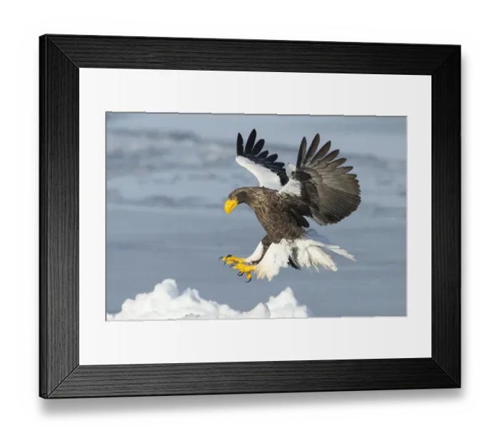 Framed Print : Stellers Sea Eagle (Haliaeetus pelagicus) landing, Hokkaido, Japan. February Framed Print : Stellers Sea Eagle (Haliaeetus pelagicus) landing, Hokkaido, Japan. February