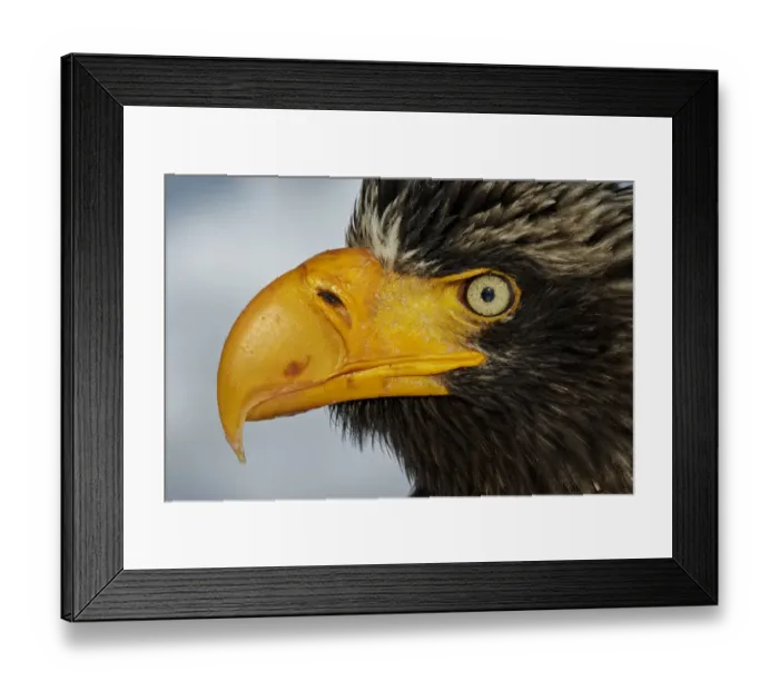 Framed Print : Stellers Eagle (Haliaeteus pelagicus) close up of head and beak, Hokkaido, Japan Framed Print : Stellers Eagle (Haliaeteus pelagicus) close up of head and beak, Hokkaido, Japan