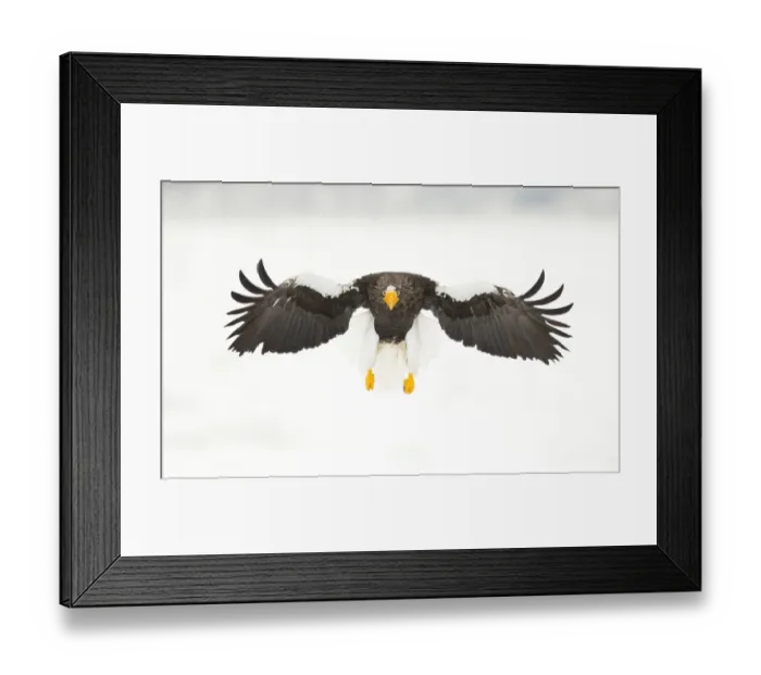 Framed Print : Stellers sea eagle (Haliaeetus pelagicus) in flight, Japan, February Framed Print : Stellers sea eagle (Haliaeetus pelagicus) in flight, Japan, February