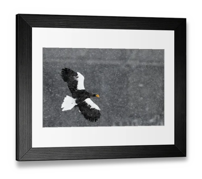 Framed Print : Stellers sea eagle (Haliaeetus pelagicus) flying through snow storm, Hokkaido Framed Print : Stellers sea eagle (Haliaeetus pelagicus) flying through snow storm, Hokkaido