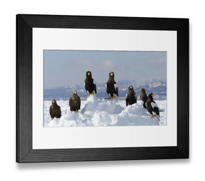 Framed Print : Stellers sea eagle (Haliaeetus pelagicus) and White-tailed eagle (Haliaeetus Framed Print : Stellers sea eagle (Haliaeetus pelagicus) and White-tailed eagle (Haliaeetus