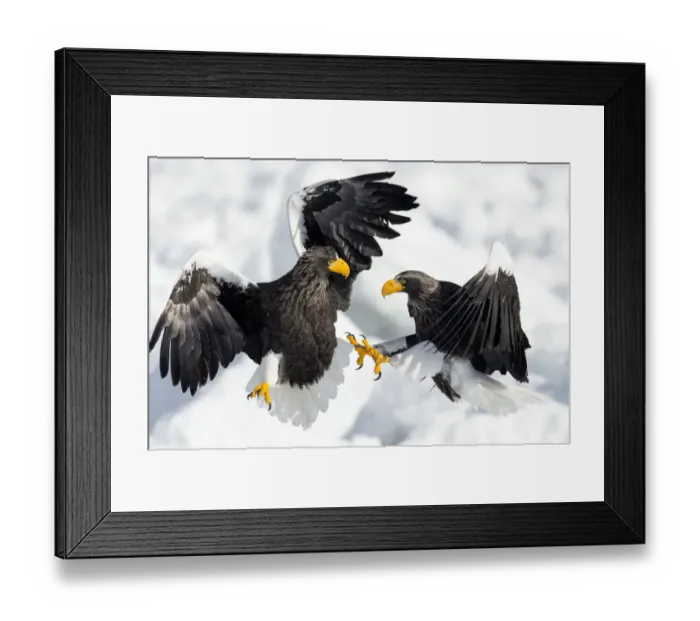 Framed Print : Stellers Sea Eagles (Haliaeetus pelagicus) fighting on ice floe, Hokkaido, Japan Framed Print : Stellers Sea Eagles (Haliaeetus pelagicus) fighting on ice floe, Hokkaido, Japan