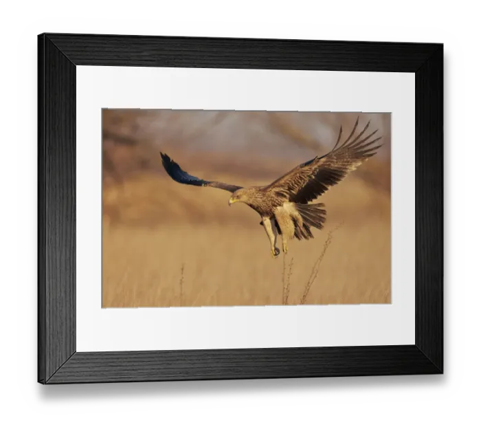 Framed Print : Imperial Eagle (Aquila heliaca) juvenile flying low, Hungary January Framed Print : Imperial Eagle (Aquila heliaca) juvenile flying low, Hungary January