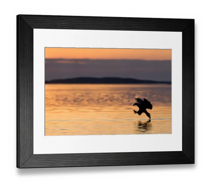 Framed Print : White-tailed Eagle (Haliaeetus albicilla) hunting at sunset, Norway, May Framed Print : White-tailed Eagle (Haliaeetus albicilla) hunting at sunset, Norway, May