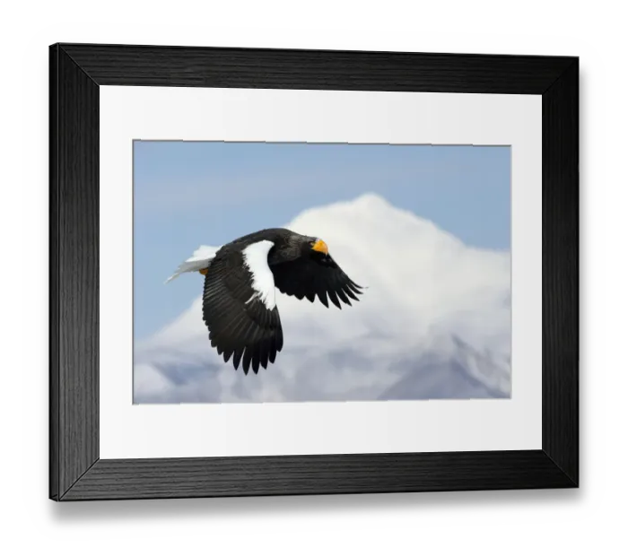 Framed Print : Stellers Eagle (Haliaeteus pelagicus) flying past snowy mountain peak, Hokkaido Framed Print : Stellers Eagle (Haliaeteus pelagicus) flying past snowy mountain peak, Hokkaido