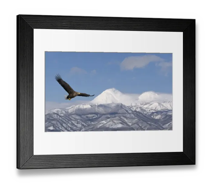 Framed Print : White-tailed Eagle (Haliaeetus albicilla) in flight with mountains in background
