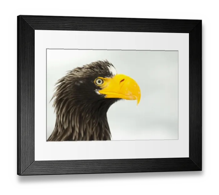 Framed Print : Stellers sea eagle (Haliaeetus pelagicus) close up portrait, Japan, February Framed Print : Stellers sea eagle (Haliaeetus pelagicus) close up portrait, Japan, February