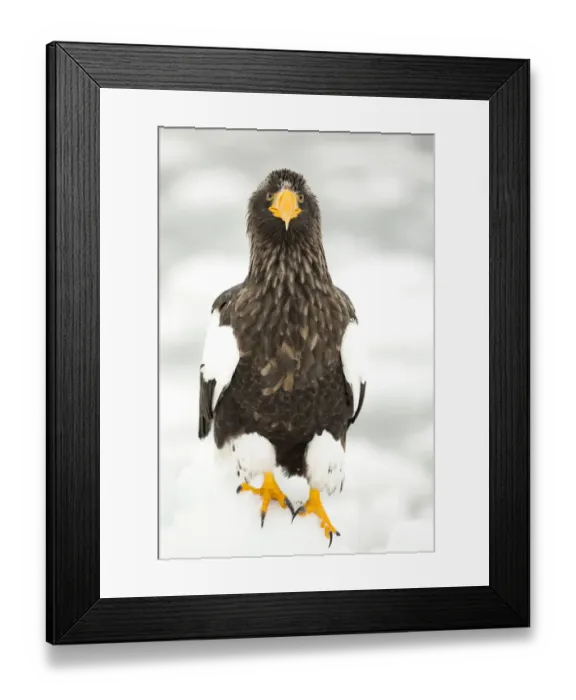 Framed Print : Stellers sea eagle (Haliaeetus pelagicus) on snowy ground, Japan, February Framed Print : Stellers sea eagle (Haliaeetus pelagicus) on snowy ground, Japan, February