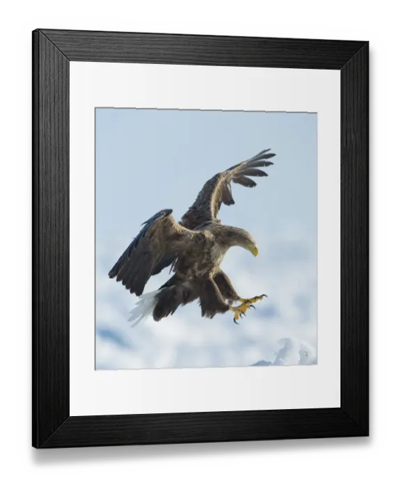Framed Print : White tailed sea eagle (Haliaeetus albicilla) in flight landing, Hokkaido, Japan Framed Print : White tailed sea eagle (Haliaeetus albicilla) in flight landing, Hokkaido, Japan