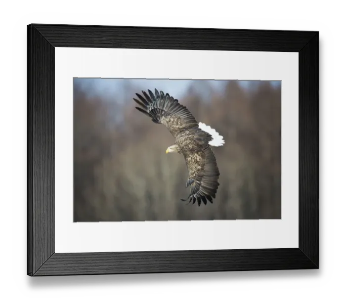 Framed Print : White tailed eagle (Haliaeetus albicilla) caught in a fight. Hokkaido Japan, March Framed Print : White tailed eagle (Haliaeetus albicilla) caught in a fight. Hokkaido Japan, March