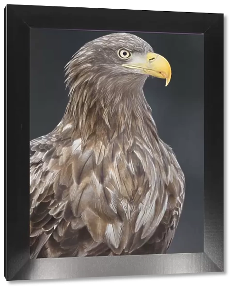 White tailed eagle  /  Erne (Haliaeetus albicilla) portrait, Flatanger, Nord-Trondelag