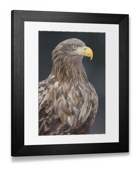 Framed Print : White tailed eagle  /  Erne (Haliaeetus albicilla) portrait, Flatanger, Nord-Trondelag