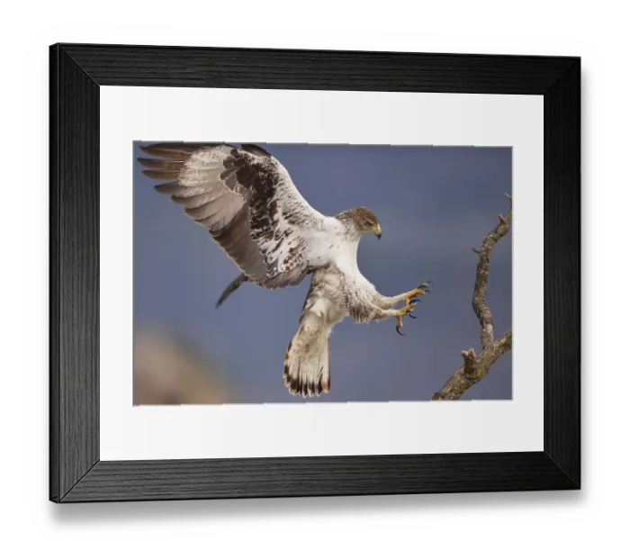 Framed Print : Bonellis eagle or Eurasian hawk-eagle, Hieraetus fasciatus or Aquila fasciata Framed Print : Bonellis eagle or Eurasian hawk-eagle, Hieraetus fasciatus or Aquila fasciata