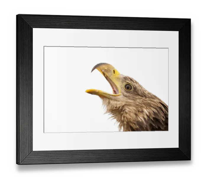 Framed Print : White tailed sea eagle (Halieetus albicilla) head portrait beak open calling, Lake Csaj Framed Print : White tailed sea eagle (Halieetus albicilla) head portrait beak open calling, Lake Csaj