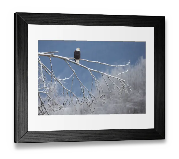 Framed Print : Bald eagle (Haliaeetus leucocephalus) perched on frost branch, Southeast Alaska. December Framed Print : Bald eagle (Haliaeetus leucocephalus) perched on frost branch, Southeast Alaska. December