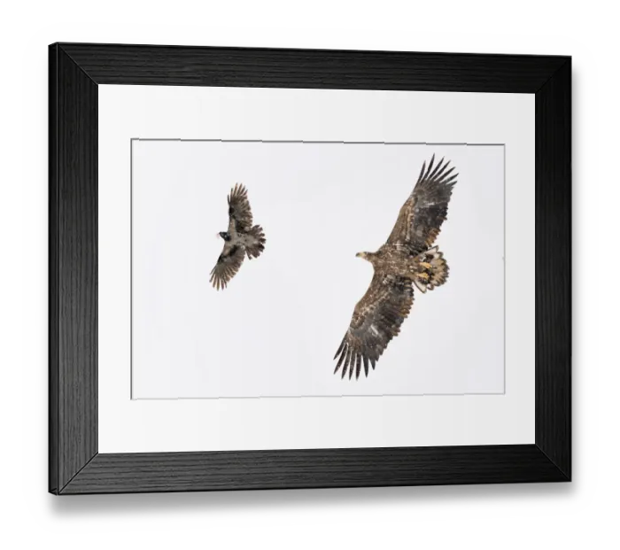 Framed Print : White tailed sea eagle (Haliaeetus albicilla) and Hooded crow (Corvus cornix) in snow Framed Print : White tailed sea eagle (Haliaeetus albicilla) and Hooded crow (Corvus cornix) in snow