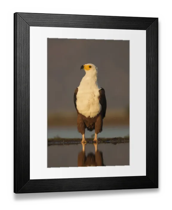 Framed Print : African fish eagle (Haliaeetus vocifer). Zimanga private game reserve, KwaZulu-Natal, South Africa Framed Print : African fish eagle (Haliaeetus vocifer). Zimanga private game reserve, KwaZulu-Natal, South Africa