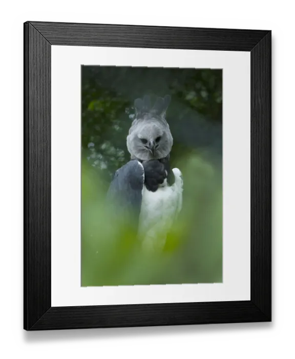Framed Print : Harpy eagle (Harpia harpyja) native to South America, captive Framed Print : Harpy eagle (Harpia harpyja) native to South America, captive