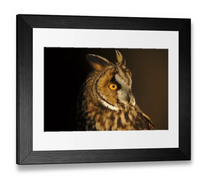 Framed Print : Long Eared Owl portrait, Germany Framed Print : Long Eared Owl portrait, Germany