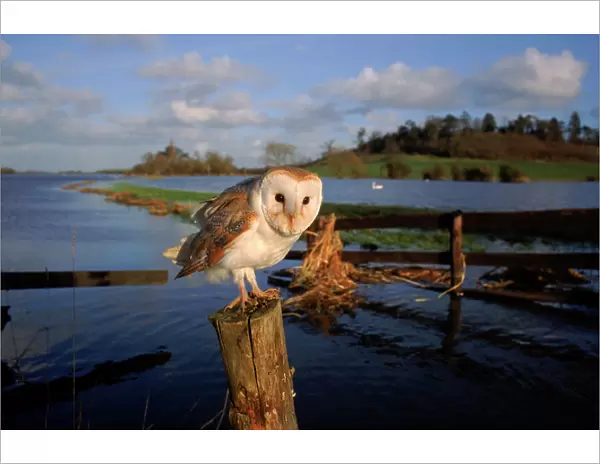 Barn owl on post in flooded Somerset Levels. England, UK, Europe