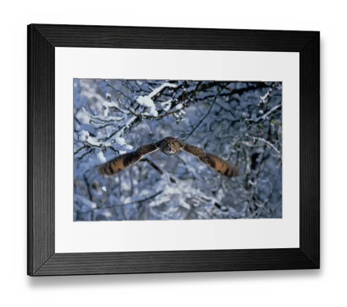 Framed Print : Long eared owl (Asio otus) in flight with snow. Germany, Europe Framed Print : Long eared owl (Asio otus) in flight with snow. Germany, Europe