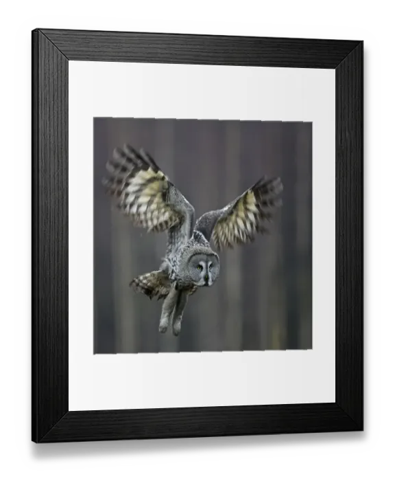 Framed Print : Great Grey Owl (Strix nebulosa) landing, Hyvink Finland, January 2007 Framed Print : Great Grey Owl (Strix nebulosa) landing, Hyvink Finland, January 2007