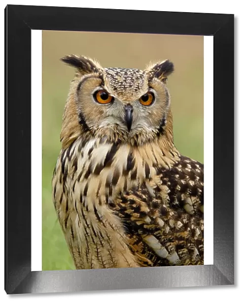 RF- Indian eagle owl (Bubo bengalensis) portrait, captive, from India