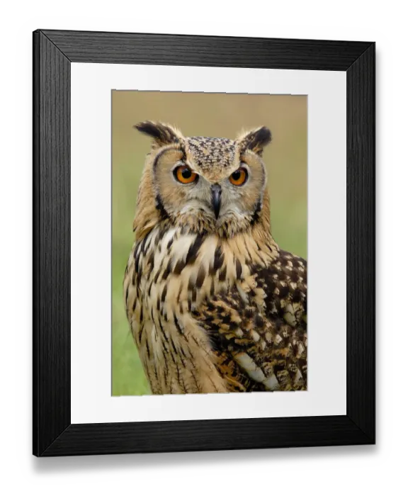 Framed Print : RF- Indian eagle owl (Bubo bengalensis) portrait, captive, from India Framed Print : RF- Indian eagle owl (Bubo bengalensis) portrait, captive, from India
