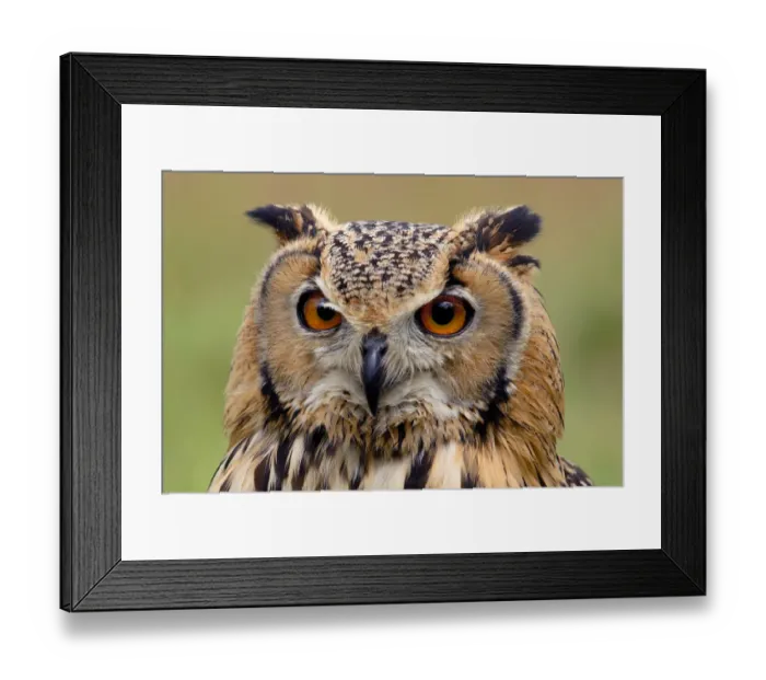 Framed Print : RF- Indian eagle owl (Bubo bengalensis) head portrait, captive, from India Framed Print : RF- Indian eagle owl (Bubo bengalensis) head portrait, captive, from India