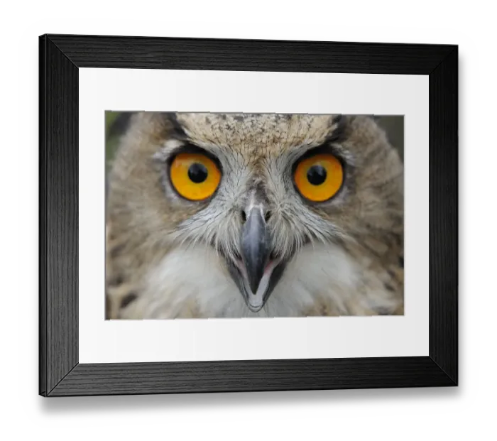 Framed Print : RF- Eagle owl (Bubo bubo) calling, raised in captivity and newly released into the wild Framed Print : RF- Eagle owl (Bubo bubo) calling, raised in captivity and newly released into the wild
