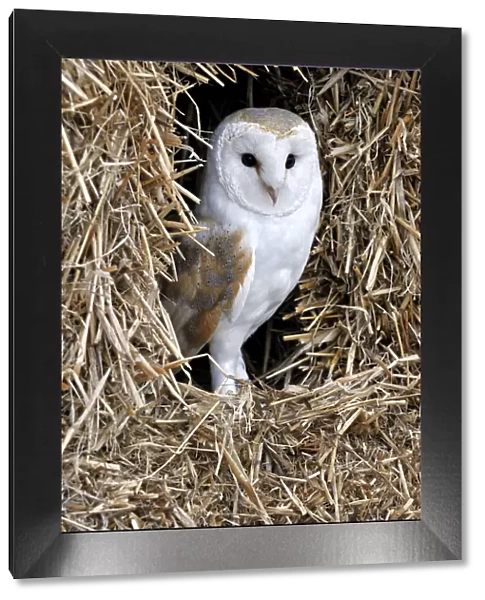 Barn owl (Tyto alba) in haystack  /  straw bale in barn, captive, England, UK