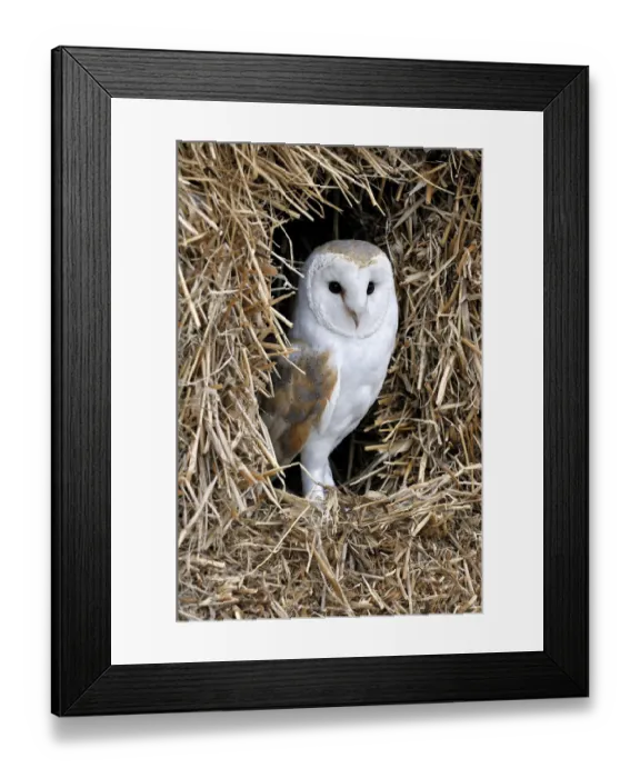 Framed Print : Barn owl (Tyto alba) in haystack / straw bale in barn, captive, England, UK Framed Print : Barn owl (Tyto alba) in haystack / straw bale in barn, captive, England, UK