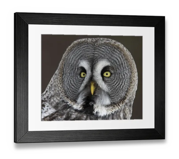 Framed Print : Head portrait of Great Grey Owl (Strix nebulosa)Raahe, Finland, March
