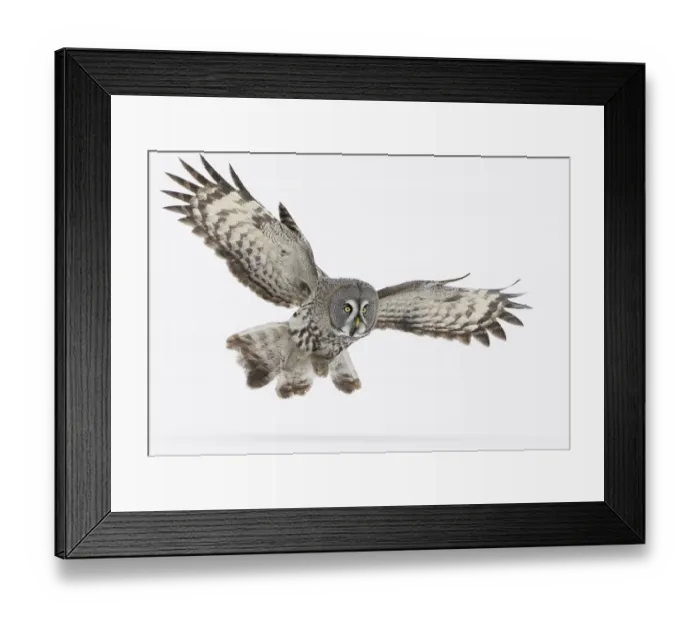 Framed Print : Great Grey Owl (Strix nebulosa) in flight over snow covered ground, Tornio, Finland Framed Print : Great Grey Owl (Strix nebulosa) in flight over snow covered ground, Tornio, Finland