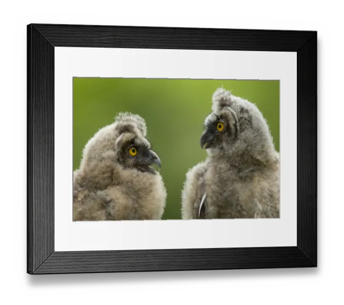Framed Print : Two Long eared owl chicks (Asio otus) covered in down, Pusztaszer, Kiskunsagi National Park Framed Print : Two Long eared owl chicks (Asio otus) covered in down, Pusztaszer, Kiskunsagi National Park