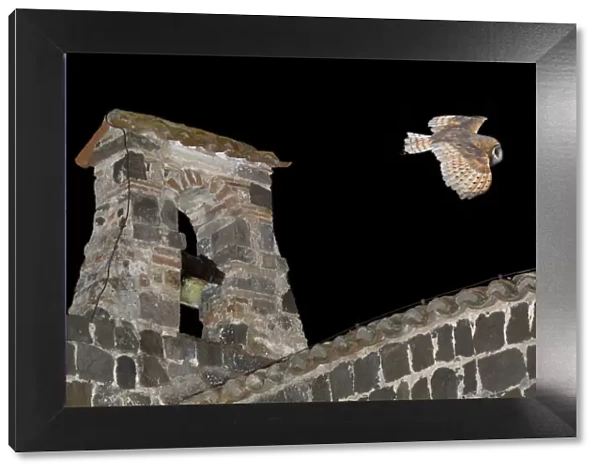Barn Owl (Tyto alba) flying over the castle of Vulci (IX-XII century) Vulci archaeological