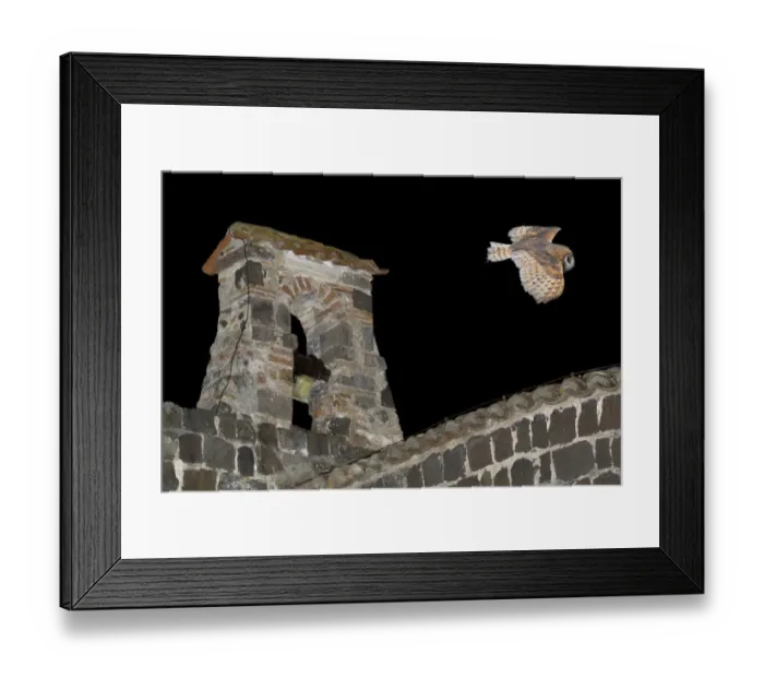 Framed Print : Barn Owl (Tyto alba) flying over the castle of Vulci (IX-XII century) Vulci archaeological Framed Print : Barn Owl (Tyto alba) flying over the castle of Vulci (IX-XII century) Vulci archaeological