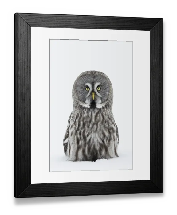 Framed Print : Great Grey owl (Strix nebulosa) portrait sitting in snow, Tornio, Finland, Scandinavia Framed Print : Great Grey owl (Strix nebulosa) portrait sitting in snow, Tornio, Finland, Scandinavia