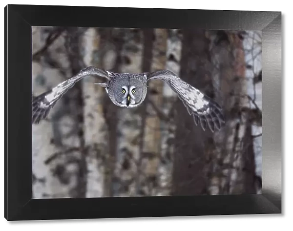 Great Grey owl (Strix nebulosa) flying through woodlands, Tornio, Finland, Scandinavia